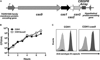 Cas9 Contributes to Group B Streptococcal Colonization and Disease